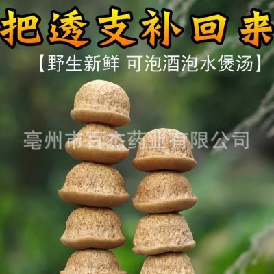风流果厚鳞柯中药材正品男性泡酒料马古叠胖头果特级果野生石头果图2