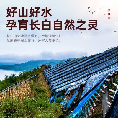 长白山鲜人参500g顺丰速发新鲜带土人参东北特产保鲜人参煲汤泡酒图4