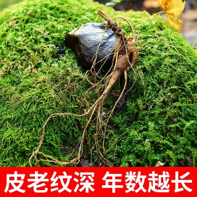 东北鲜人参 长白山林下山参带土鲜活移山参 野山参一件起批图2