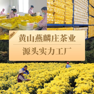 菊花茶大朵金丝皇菊新花花茶独立包装100朵一袋一泡黄菊花茶叶图4