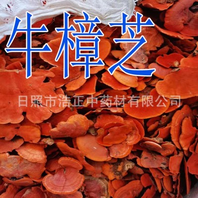 中药材 牛樟芝牛章菇菌 大货批发红樟菇 红灵芝 牛樟菇 牛樟芝图4