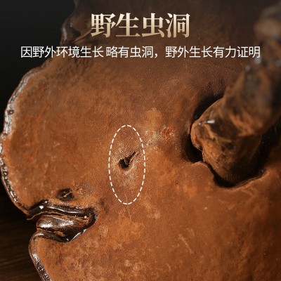批发长白山灵芝 整朵灵芝切片 50g礼盒装东北正品椴木灵芝片图4