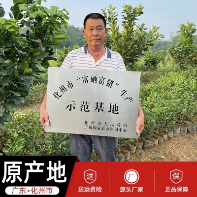 化橘红片正宗化州橘红果片正品10年陈化桔红毛胎果100克罐装批发图4