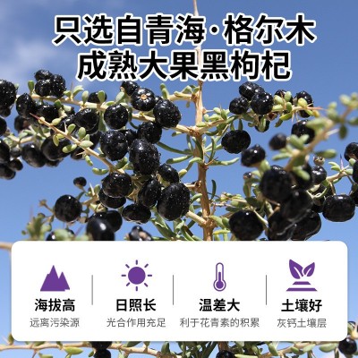 宁夏华信达正宗野生黑枸杞100g瓶大果黑枸杞青海黑枸杞黑 枸杞批发图4