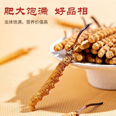 人工种植冬虫夏草现货批发规格全冬虫夏草礼盒装本厂直供顺丰包邮图2