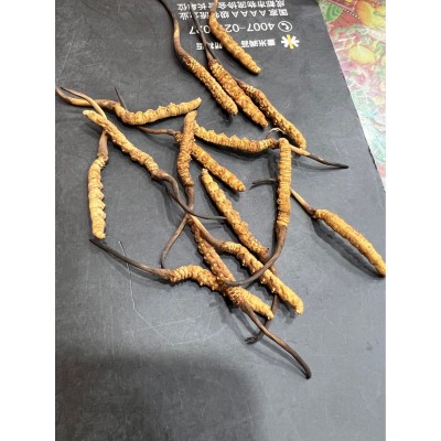 虫草 批发虫草 冬虫夏草 野生虫草 冻干虫草图3