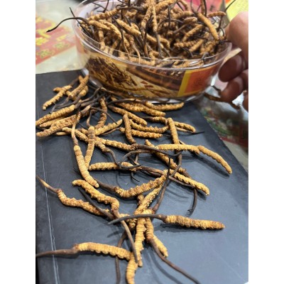 虫草 批发虫草 冬虫夏草 野生虫草 冻干虫草图4