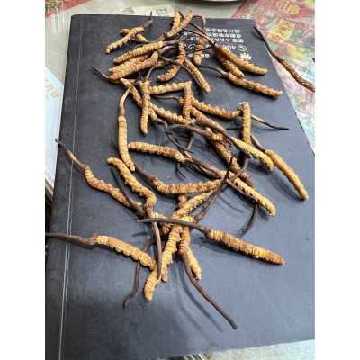 虫草 批发虫草 冬虫夏草 野生虫草 冻干虫草图2