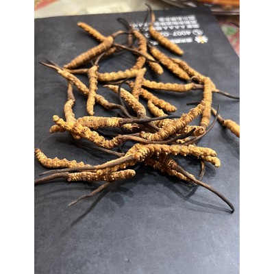虫草 批发虫草 冬虫夏草 野生虫草 冻干虫草图1