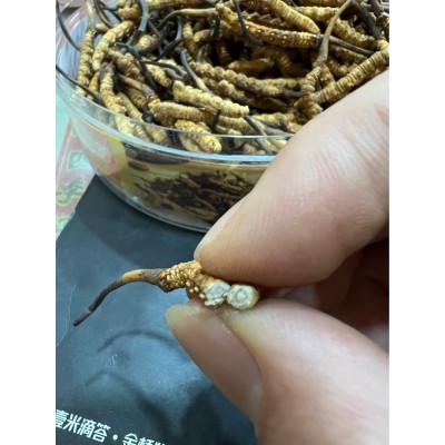 虫草 批发虫草 冬虫夏草 野生虫草 冻干虫草图5