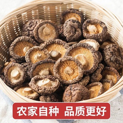 福建古田金钱菇干货营养菌菇农家特产冬菇商用野生菌类香菇图2