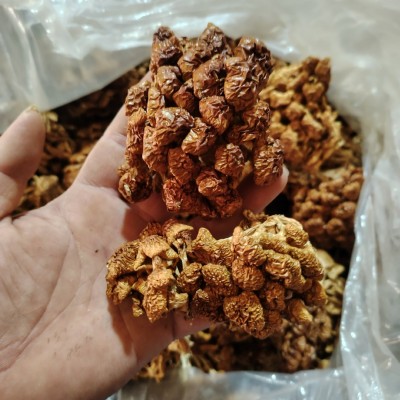 【产地直发】古田特产滑子菇干货散装批发 滑子蘑 滑菇珍珠菇干货图2