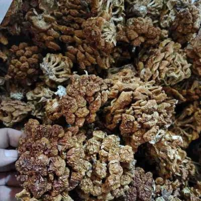 【产地直发】古田特产滑子菇干货散装批发 滑子蘑 滑菇珍珠菇干货图3