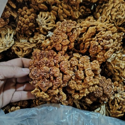 【产地直发】古田特产滑子菇干货散装批发 滑子蘑 滑菇珍珠菇干货图4