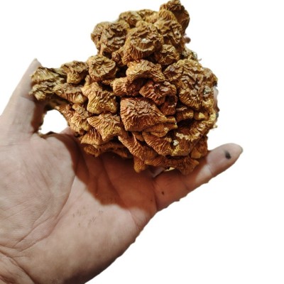 【产地直发】古田特产滑子菇干货散装批发 滑子蘑 滑菇珍珠菇干货图5