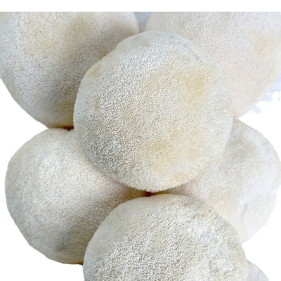 【基地直发】新鲜猴头菇食用菌厂家批发个头均匀饱满食用菌鲜货图5