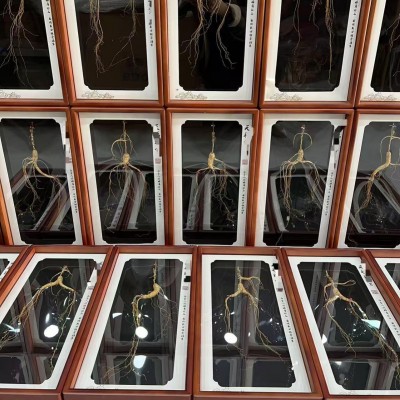 长白山人参特产批发东北人参礼盒林下参礼盒节日礼品礼盒林下参图4