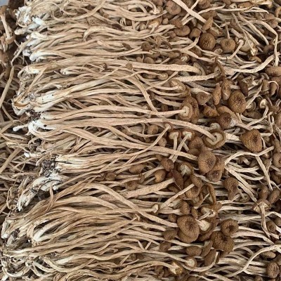 厂家批发不开伞茶树菇干货散装5斤福建特产菌菇食用菌食材干冰菇图4