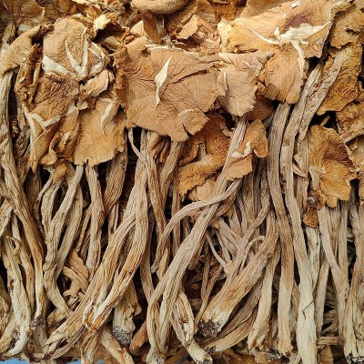 厂家批发不开伞茶树菇干货散装5斤福建特产菌菇食用菌食材干冰菇图5