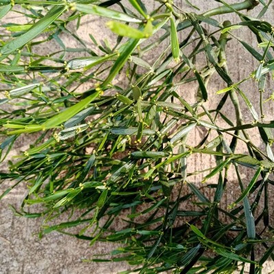 螃蟹脚茶云南西双版纳大嫩芽2022年古树香馥郁普洱茶伴侣生茶散茶图3