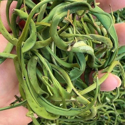 长白山黄金草选货肾精茶泡水喝化石草中药材养生茶今年新货足干货图4