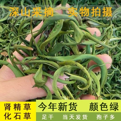 长白山黄金草选货肾精茶泡水喝化石草中药材养生茶今年新货足干货图3