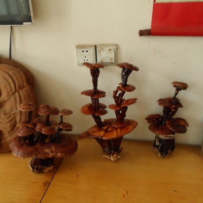 现货供应灵芝盆景 自产自销图3