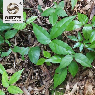 浙江仿生三叶青鲜果500g散装金丝金线吊葫芦蛇附子中药材直销批发图3
