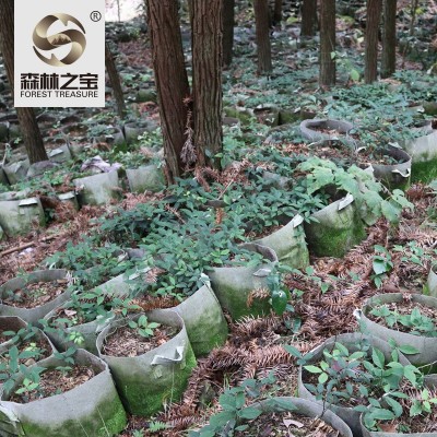 浙江仿生三叶青鲜果500g散装金丝金线吊葫芦蛇附子中药材直销批发图4