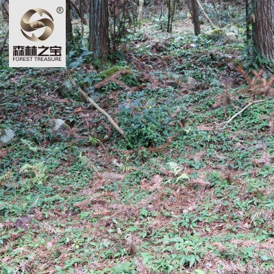 浙江仿生三叶青鲜果500g散装金丝金线吊葫芦蛇附子中药材直销批发图2