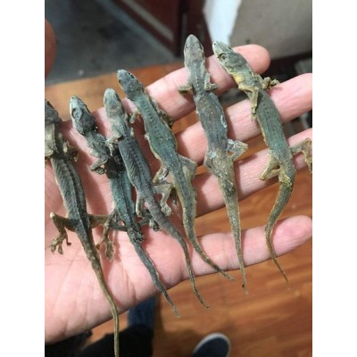中药材 壁虎 天龙 批发现货 零售 免费打粉图5