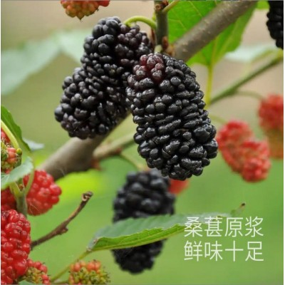 桑葚原浆桑葚汁桑葚果汁50ml鲜榨桑葚原浆 1546盒图4