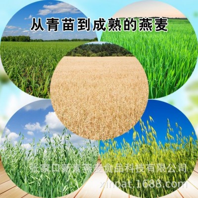 燕麦麸皮粉 熟化粉 燕麦纤维 代餐粉 50目50斤包装厂家批发零售 1袋图2