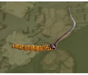 冬虫夏草究竟是“植物”还是“动物”？动画还原虫草形成全过程！