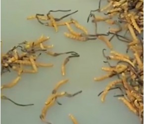 之前非常昂贵的冬虫夏草，为什么现在无人问津？专家：都是骗局！