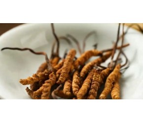 冬虫夏草有哪些活性成分及功效呢