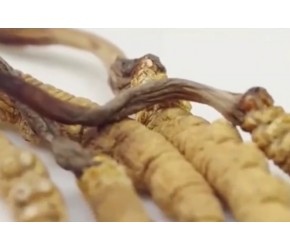 冬虫夏草是什么?
