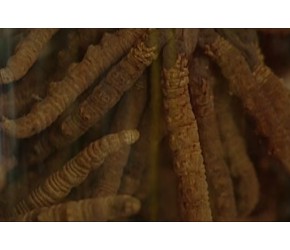 你知道冬虫夏草为什么这么贵吗？答案在这里！