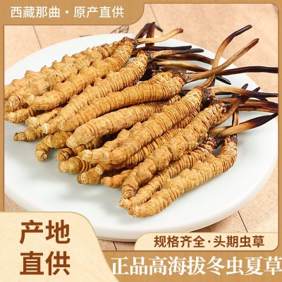 冬虫夏草西藏那曲虫草批发 非冻干虫草干货培植炖汤泡酒多规格图3
