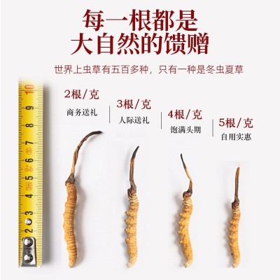 冬虫夏草西藏那曲虫草批发 非冻干虫草干货培植炖汤泡酒多规格图2