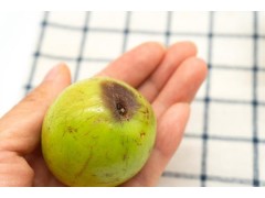 腐烂的盛宴：论食物变质的双面魔术