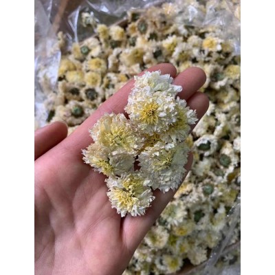 菊花 量多价可议 广交五湖四海朋友图5