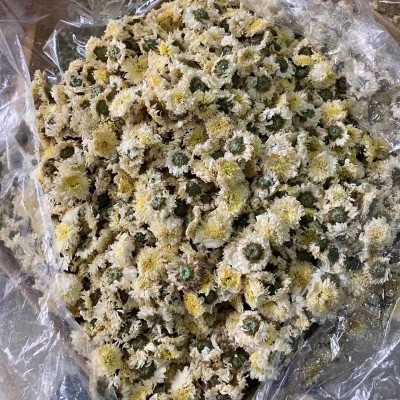 菊花 量多价可议 广交五湖四海朋友图3