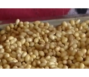 纳豆真有保健的功效吗？