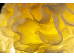 银耳能不能用于养生药膳