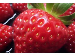 产妇可以吃草莓吗