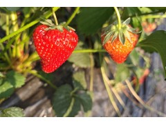 月子可以吃草莓吗