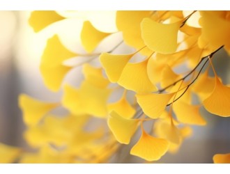 银杏和人参一起使用有何功效