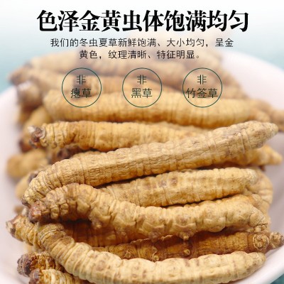 西藏那曲冬虫夏草干货正品头期纯肉大虫草优选10克经济自食补品 5g图3