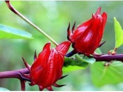 洛神花的功效与作用